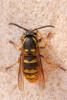 Vespula vulgaris